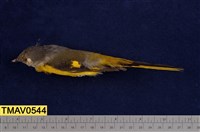 藏品(灰喉山椒鳥)的圖片